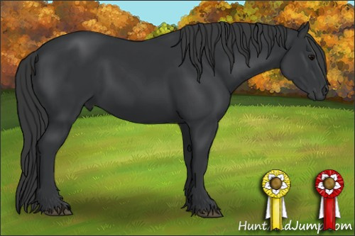 Horse Color: Black 
