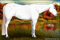 Horse Color:Bay Roan Splash Appaloosa Rabicano 