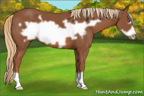 Horse Color: Liver Chestnut Frame 
