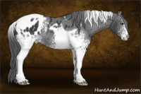 Horse Color:White Spotted Brown Tobiano Blanket Rabicano 