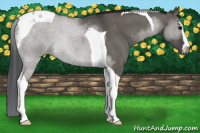 Horse Color:Grullo Sabino Tobiano