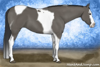 Horse Color:Grullo Sabino Splash Tobiano