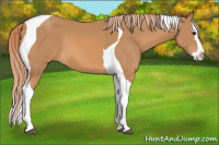Horse Color:Chestnut Splash Tobiano 