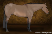 Horse Color:Brown Dun