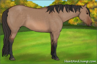 Horse Color:Bay Dun