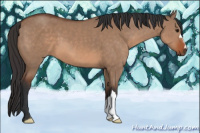 Horse Color:Bay Dun