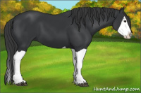 Horse Color:Black Splash