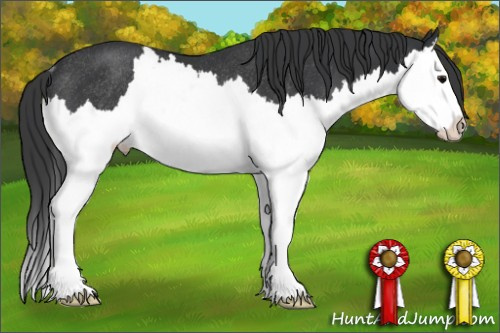Horse Color: Black Splash Rabicano 