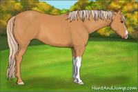 Horse Color:Palomino 