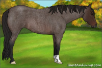 Horse Color:Gray Bay Roan 