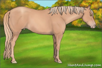Horse Color:Gold Champagne