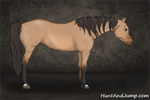 Horse Color: Bay Dun 