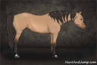 Horse Color:Bay Dun