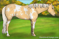 Horse Color:White Spotted Palomino