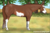 Horse Color:Liver Chestnut Splash Frame 