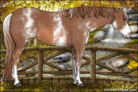 Horse Color:White Spotted Liver Chestnut 