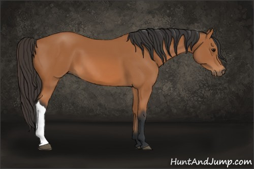 Horse Color: Bay 