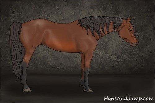 Horse Color: Bay 