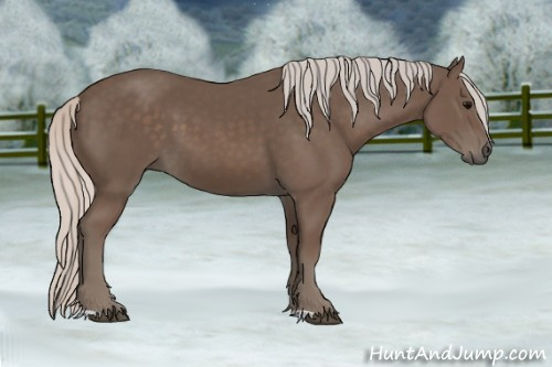 Horse Color: Unknown 