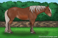 Horse Color:Silver Bay 