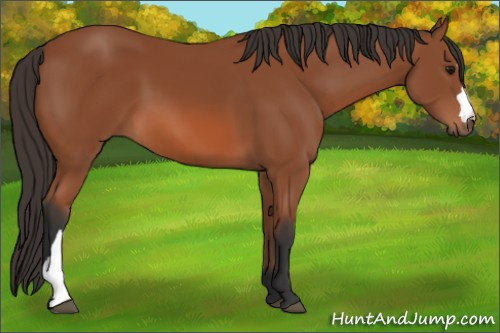 Horse Color: Unknown 