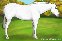 Horse Color:White Spotted Bay Splash Appaloosa