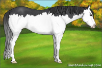 Horse Color:Blue Roan Splash 