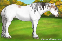 Horse Color:White Spotted Bay Ice Splash Frame