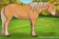 Horse Color:Chocolate Palomino 