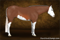 Horse Color:Silver Bay Splash 