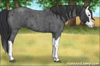 Horse Color:Blue Roan Splash 