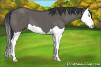 Horse Color:Grullo Splash 
