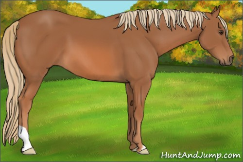 Horse Color: Chestnut 
