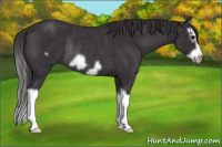 Horse Color:Smoky Black Splash Frame Rabicano