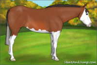 Horse Color:Bay Splash 