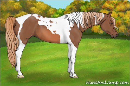 Horse Color: Chestnut Tobiano 