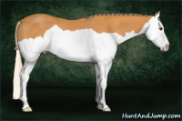 Horse Color:Palomino Splash Rabicano 