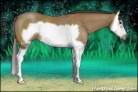 Horse Color:Buckskin Splash Frame Rabicano