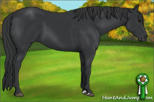 Horse Color: Black 