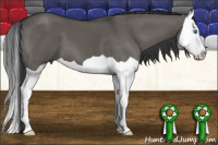 Horse Color:Grullo Splash 