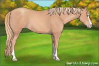 Horse Color:Gold Champagne Sabino