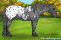Horse Color:Blue Roan Appaloosa 