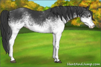 Horse Color:White Spotted Black