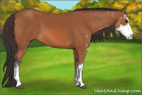 Horse Color:Bay Sabino