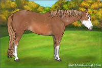 Horse Color:Chestnut Sabino