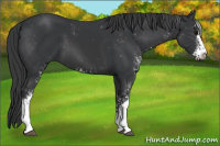 Horse Color:Black Sabino 