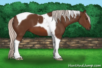 Horse Color:Silver Brown Tobiano 