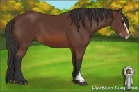 Horse Color:Bay Sabino 