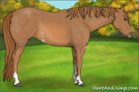 Horse Color:Chestnut Sabino 