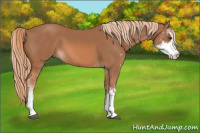 Horse Color:Chestnut Sabino
